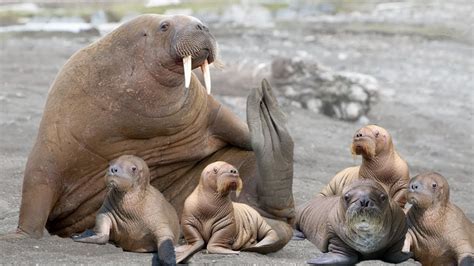 How Walrus Giving Birth To Cute Baby - YouTube