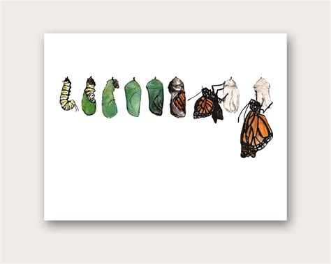 Monarch Butterfly Metamorphosis Art Print - Etsy