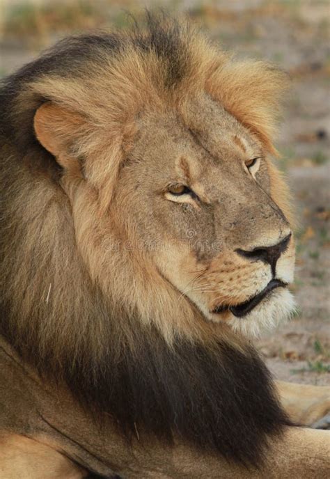 Cecil the Hwange Lion stock photo. Image of holiday, africa - 57349246