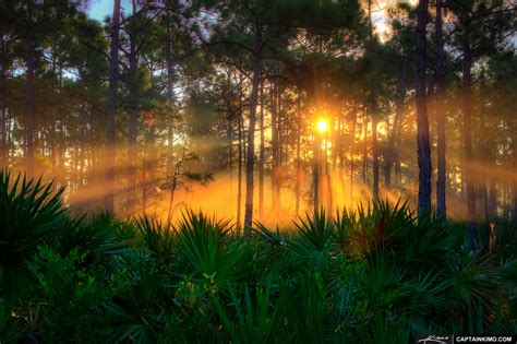 Sunrise at Pine Forest and Palm Scrubs | HDR Photography by Captain Kimo