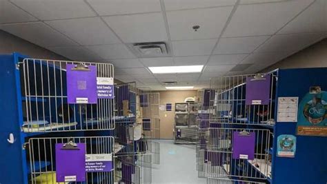 Ohio animal shelter emptied for Home for the Holidays program