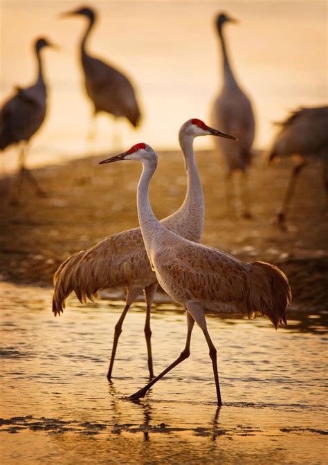 Get ready for showy sandhill crane spring migration | Nebraska | omaha.com