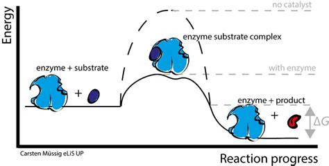 Enzyme Substrate Complex: Definition & Examples | Biology Dictionary