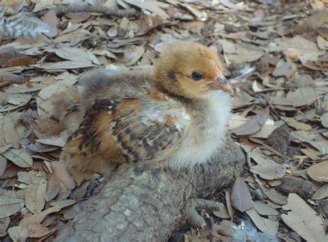 Tiny Chickens: mille fleur cochin bantam chicks - 2 weeks old July 10