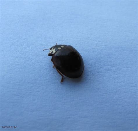 Black Lady Bug | This lady bug came in our cabin at Natural … | Flickr