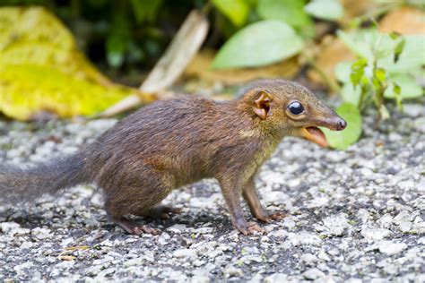 Common Tree Shrew (Tupaia glis) | Interesting Facts: Tree sh… | Flickr