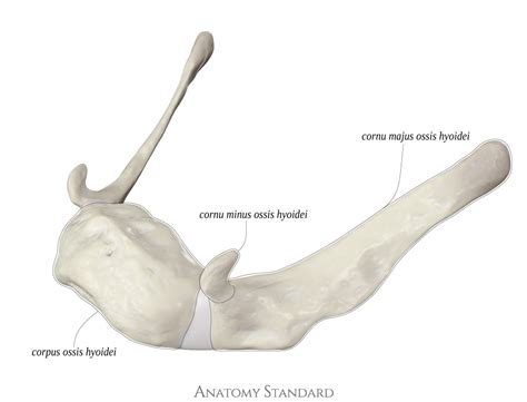 Os hyoideum. Hyoid or lingual bone