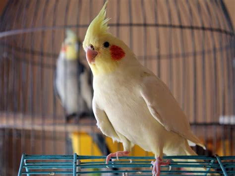 How Much Does a Cockatiel Cost? (+ Other Expenses) (2025)