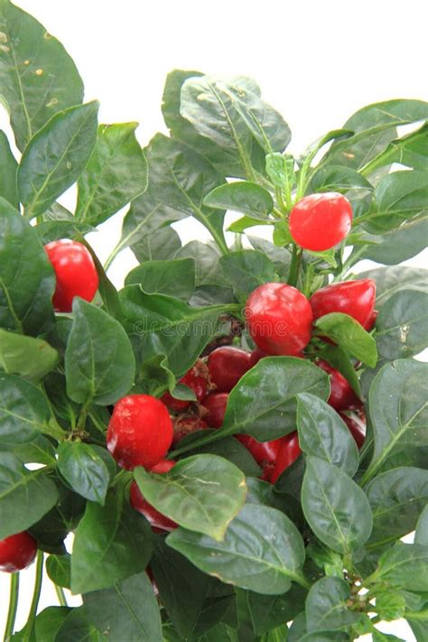 Red chili plant isolated stock photo. Image of chilli - 60448652