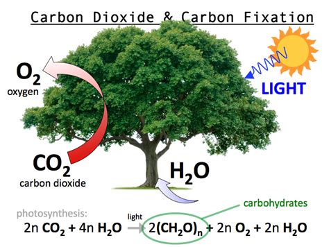 Carbon fixation is when carbon dioxide is...