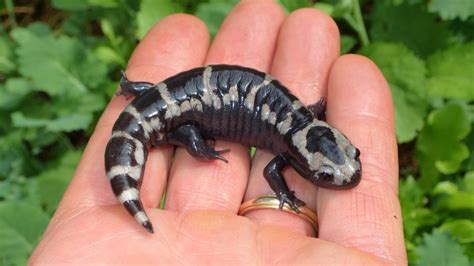 Five facts about salamanders in Alabama, plus one fun festival | Bham Now