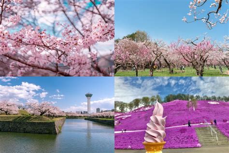 12 Best Cherry Blossom Spots in Hokkaido (2024): Map & Dates — My ...