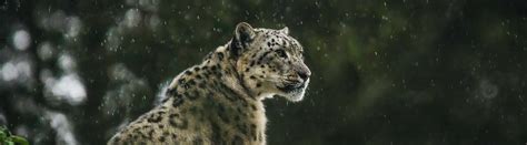 18 Leopard Facts From Amazing Leaps To Survival And Protection