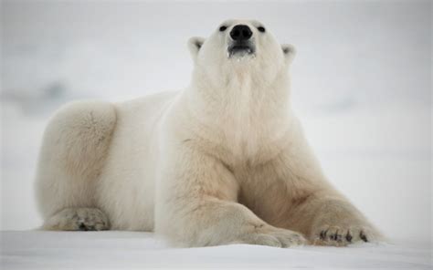 Why Are Polar Bears White? | Wonderopolis