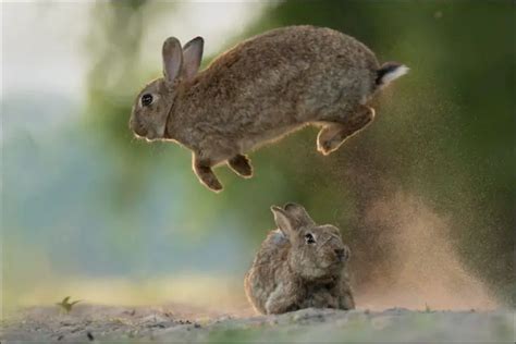 How To Make Your Bunny Binky – Bunny Parents