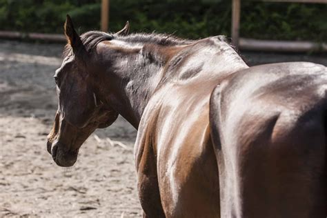 Horse Vertebral Disc Degeneration More Common Than Once Thought – The ...