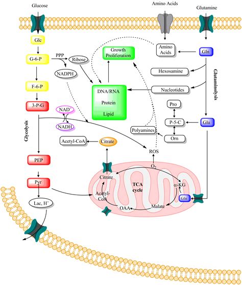 Glutamate Signaling in Human Cancers | IntechOpen