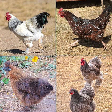 The Best 12 Broody Hen Breeds to Choose From