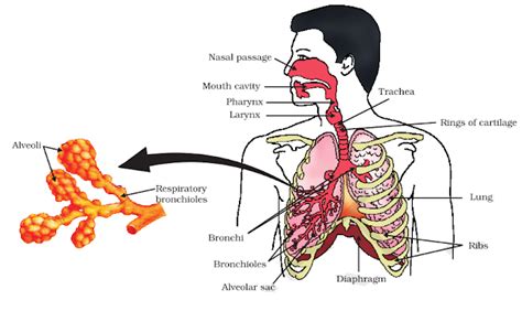 NCERT Revision Notes for Chapter 6 Life Process Class 10 Science ...