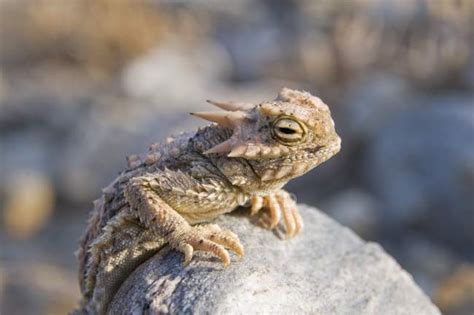 Desert Horned Lizard — eco, wildlife - Stock Photo | #162676310