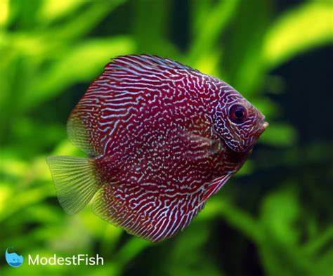 Discus Fish Types: Which One Will You Pick? (With Pictures)