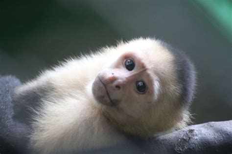 White-faced Capuchin - Alturas Wildlife Sanctuary