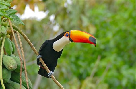 Toucan Facts, Worksheets, Taxonomy, Characteristics & Diet For Kids