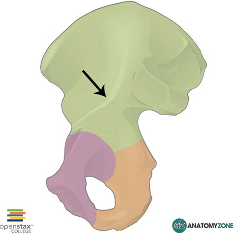 Arcuate Line of Pelvis - AnatomyZone