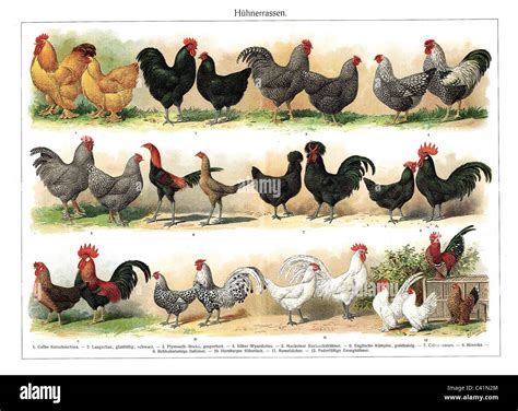 zoology, bird, hen, color chart of different hen breed, late 19th ...