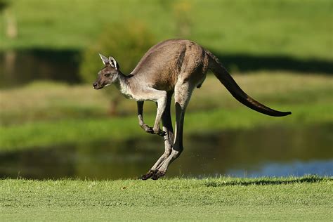 Ancient Kangaroo Fossils Reveal How They Got Their Hop