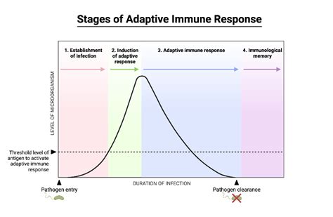 Stages of Adaptive Immune Response | BioRender Science Templates