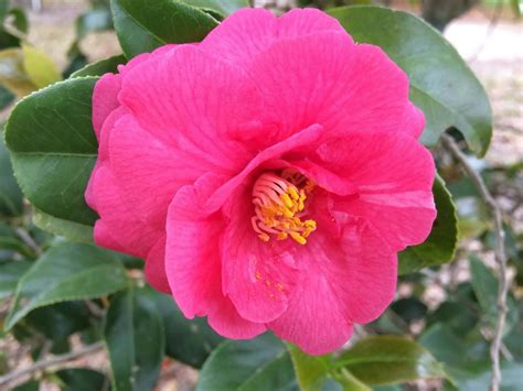 Download The beauty of Camellia Sasanqua | Wallpapers.com