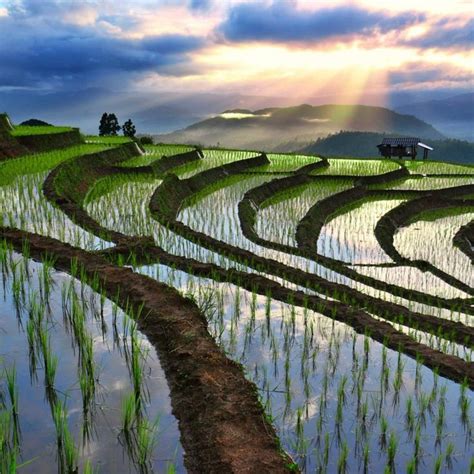 Rice fields in Chiang Mai, Thailand | ธรรมชาติที่สวยงาม, การเดินทาง, ภาพวาด