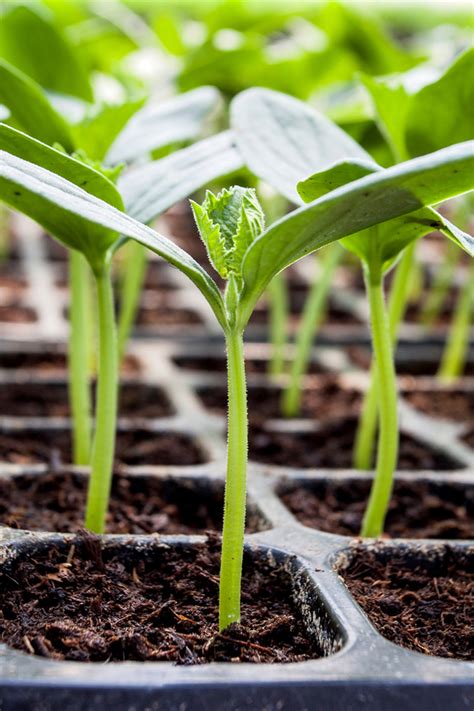 How To Start Seeds Indoors - Grow Your Own Vegetable & Flower Plants!