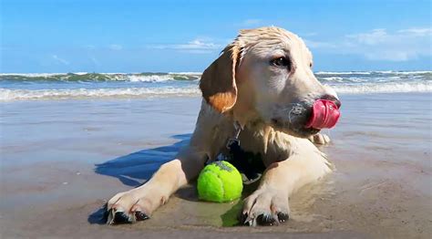 Hilton Head Pet Friendly Rentals | Hilton Head Properties R & R