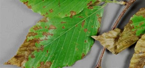 What is Anthracnose? - M&M Tree Care