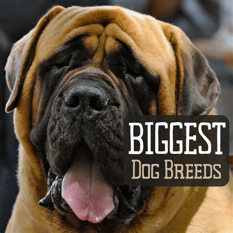 Big Dog Breed