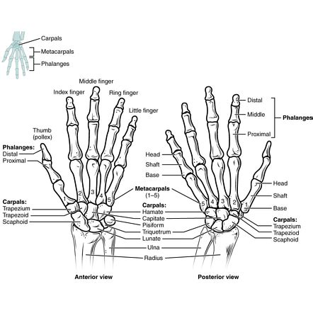 Phalanges of the hands | Radiology Reference Article | Radiopaedia.org