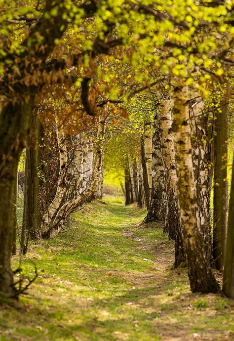 Free Image on Pixabay - Nature, Trees, Away, Avenue | Landscape, Nature ...