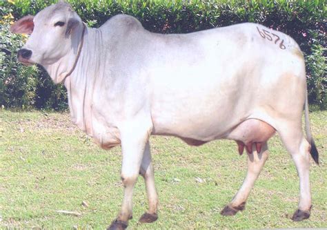 Indian cooperatives to market indigenous cows’ milk – BigWire