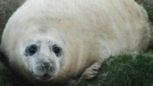 What's life like for the UK's seal pups? - CBBC Newsround