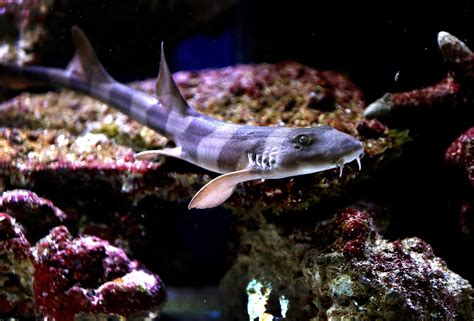 Sharks spotted inland — in home aquariums