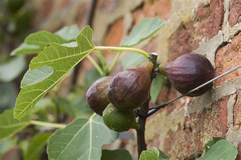 Best fruit trees: 10 to grow in your backyard | Homes & Gardens