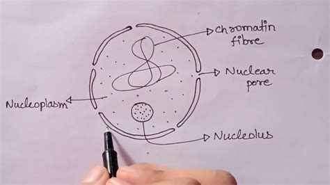 Nucleus Diagram