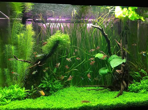 How To Plant Aquarium Plants | ubicaciondepersonas.cdmx.gob.mx