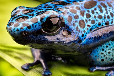 Dendrobates tinctorius azureus | Dutch Rana