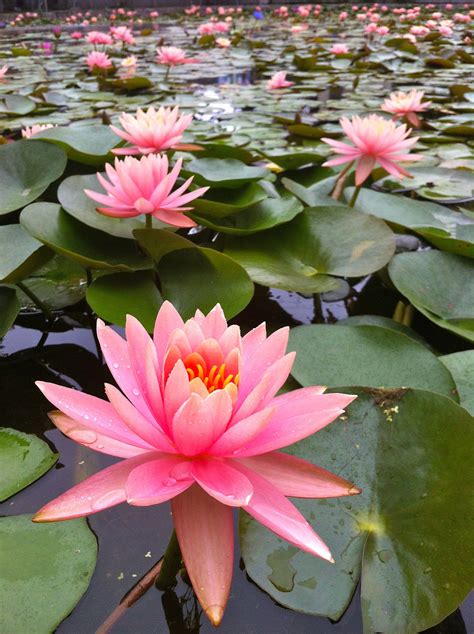 Free photo: Lotus pond - Green, Leaves, Lotus - Free Download - Jooinn