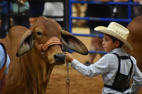 Moreno Ranches, a top rated Brahman cattle breeder in Texas and Florida ...