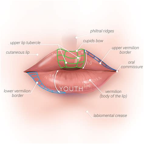 Anatomy Of Lip - Anatomy Book