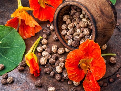 Nasturtium Seed Saving: How To Gather Nasturtium Seeds | Gardening Know How